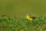 Gelber Vogel (-> Schafstelze)