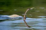 Anhinga