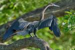 Anhinga