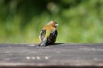 Buchfink im Oberharz