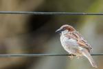 Spatz (Tierpark Hagenbeck)