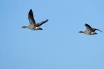 Gänse im Flug