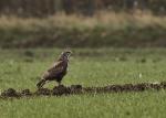 Bussard