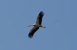 Storch 2