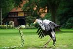 Vogelpark Walsrode