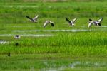 Gänse im Flug