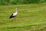 Storch