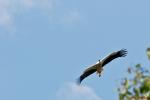 Storch_1