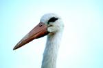 Storch Luisenpark Mannheim