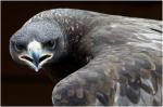 Steppenadler im Vogelpark Steinen