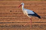 Storch