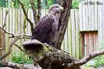 Adler im Rostocker Zoo