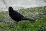 Amsel vorm Haus