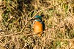 Eisvogel in der morgen Sonne