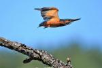 Eisvogel im Flug 5