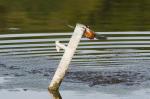 Eisvogel nach Tauchgang 5