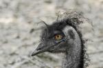 Emu