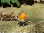 Erithacus rubecula