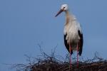 Erster Storch