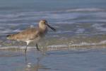 Willet (Schlammtreter)