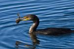 cormorant@work