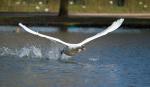 Fliegender Schwan