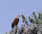 Gänsegeier auf Kreta