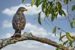 Großschnabelbussard Amazonas