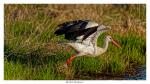 Storch