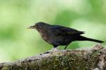 Amsel/Schwarzdrossel (w)