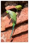 Die schrägen Vögel von Fatehpur Sikri
