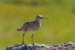 Regenbrachvogel