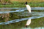 Jabiru