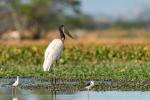 Jabiru