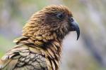 Kea