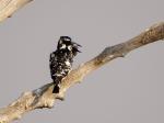 Pied Kingfisher / Graufischer