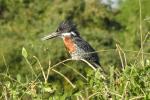 Giant Kingfisher / Riesenfischer