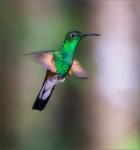 Kolibri Costa Rica 1