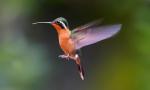 Kolibri Costa Rica 2