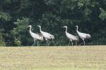 Kranichfamilie bei Kneese (MV)