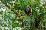 Veilchen Trogon_La Selva-4