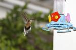 Mittlerer Kolibri