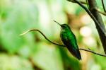 Kolibri Monteverde
