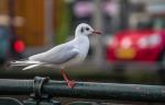 Möwe an der Prinsengracht