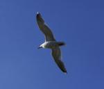 Möwe im Flug