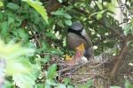 Neuntöter am Nest 2