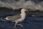 Möwe an der Ostsee