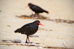 Oystercatcher