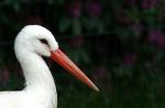 Storch