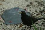 Amsel